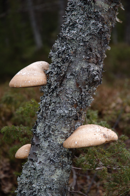 Norge07LT_068